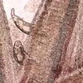 thumbnail for publication: Common Freshwater Fish Parasites Pictorial Guide: Monogeneans